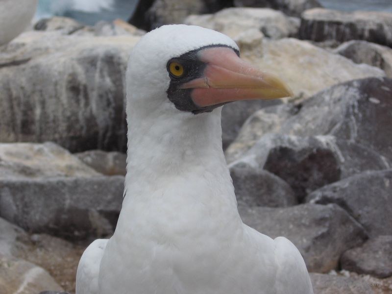 bird
